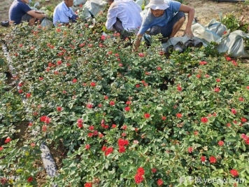 月季栽培用那種土好？土壤怎么配比改良？