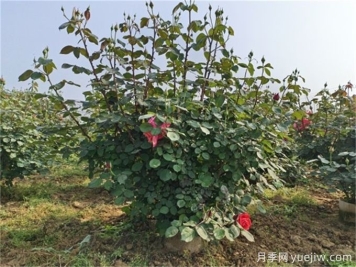 想要灌木月季株型飽滿(mǎn)，試試這個(gè)修剪小竅門(mén)