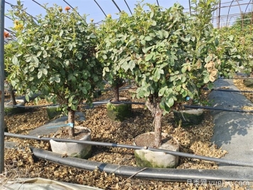 全國月季11月花事，南賞花北過(guò)冬