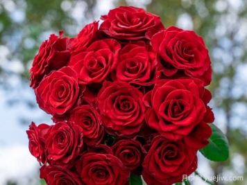 高原紅月季，花期長(cháng)觀(guān)賞價(jià)值高的月季