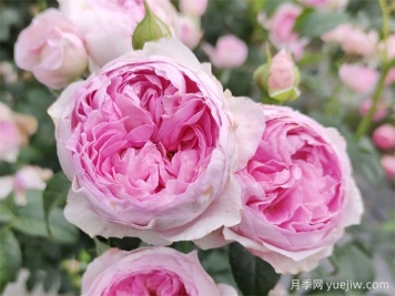 月季花前、花期、花后的施肥辦法