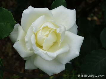 月季推薦，白色圣誕月季