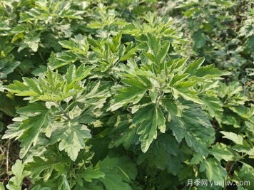 南陽(yáng)臥龍區：月季和艾草，一花一草培育出百億大產(chǎn)業(yè)