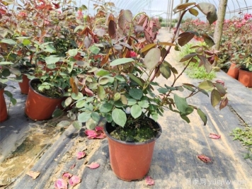花盆越大越好？為什么地栽的植物長(cháng)得好？