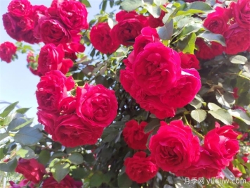 佛羅倫蒂娜月季特點(diǎn)，蒂娜常見(jiàn)問(wèn)題
