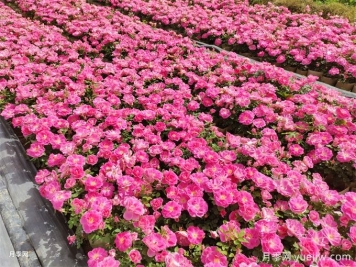 600種園林植物配置大全，分類(lèi)特征匯集