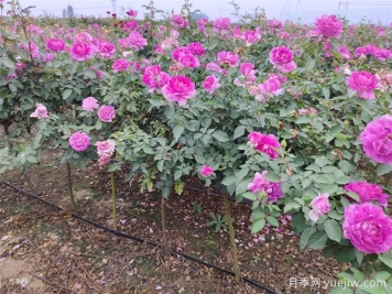 月季用什么土壤種植最好？