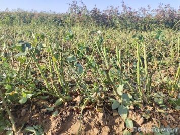 月季裸根苗種植時(shí)間？盆栽和地栽種植方法