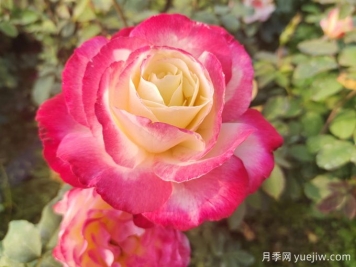 暢游南陽(yáng)，認識名品大花月季