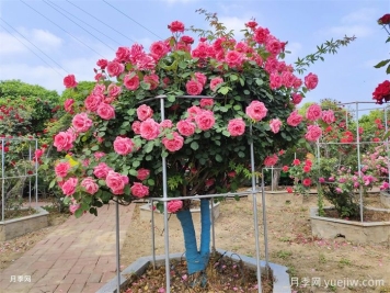 月季界的新寵，樹(shù)狀月季養護注意事項