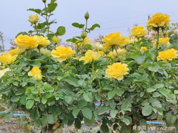 養月季摘芽和抹芽的區別？該如何做？