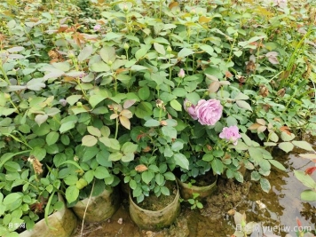月季盲枝不開(kāi)花？還想不想讓月季開(kāi)爆了！