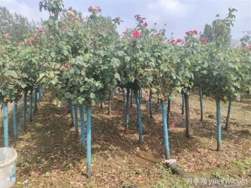 寒冷的冬季怎么正確養護月季花？