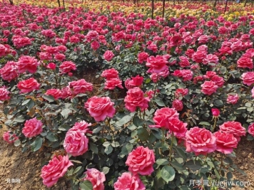 月季一年開(kāi)花次數？月季花期時(shí)間？