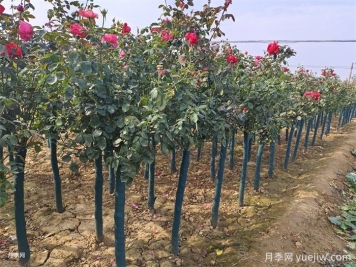 樹(shù)狀月季的四季養護技巧