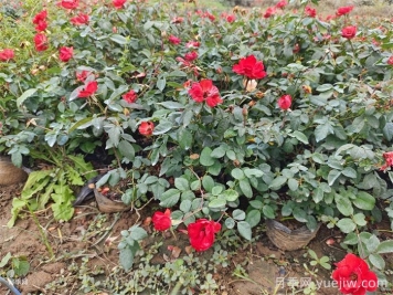 連續雨天如何給盆栽月季施肥？