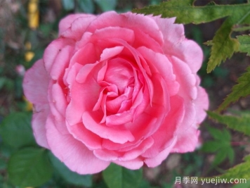 花宮娜月季，沒(méi)有缺點(diǎn)，又美又仙，抗病又勤花