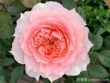 莫妮卡戴維月季，美如仙女，顏值極高