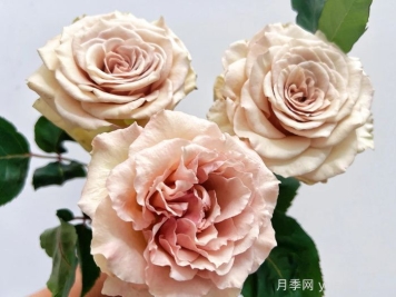 月季推薦，光之翼第九天使月季