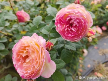 月季推薦，羅曼尼詹森月季