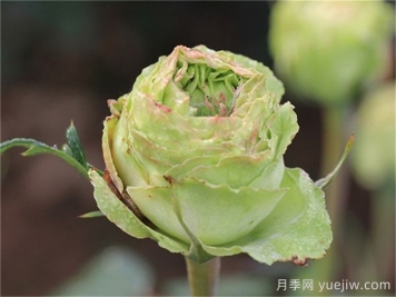 綠星月季，來(lái)自中國的綠色系大花月季