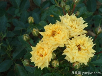 金色陽(yáng)光月季