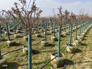 冬天月季發(fā)芽了怎么辦？