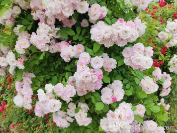 薔薇有什么作用，和月季有什么區別？