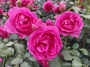 6種復花能力強的藤本月季，爬藤開(kāi)花機器