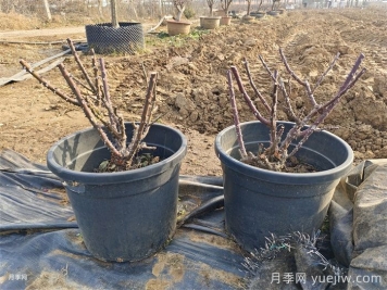 如何做好花灌木植物的冬季修剪？
