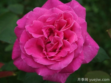 月季推薦，淑女月季