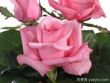 月季推薦，可愛(ài)慶典月季