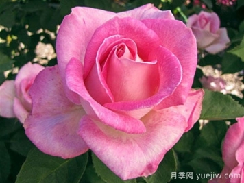 月季推薦，粉色慶典月季