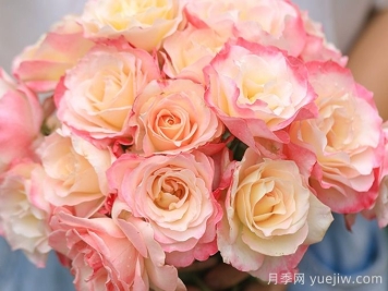 月季推薦，六翼天使月季