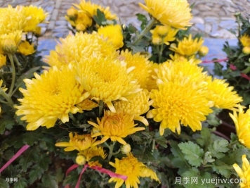 九月份開(kāi)花的花卉植物有哪些？