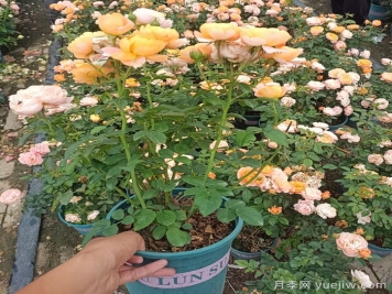 讓月季花開(kāi)爆盆的4個(gè)小技巧