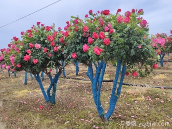 大冠幅樹(shù)樁月季移栽時(shí)為什么要先進(jìn)行修剪？