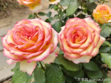 匯總558種常見(jiàn)園林植物，趕快收藏