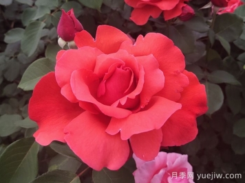 中國十大名花有哪些？