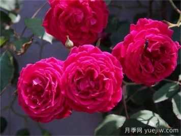 古老月季推薦，軟香紅月季