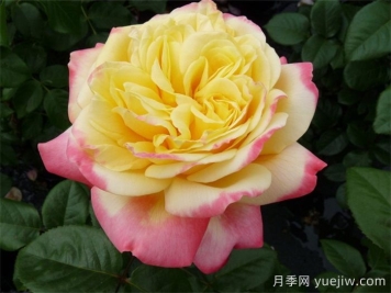 慶典月季推薦，科德斯慶典月季