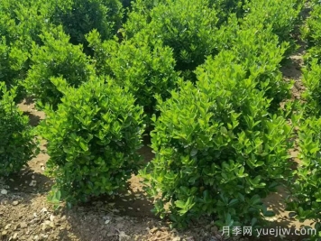 常綠灌木冬季安全過(guò)冬的養護技巧有哪些？