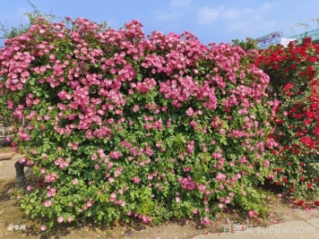 十個(gè)田園景觀(guān)設計理念，回歸美好田園庭院生活