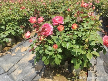 如何養好月季花盆栽？