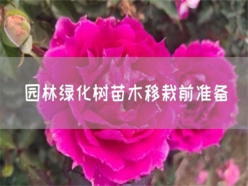 園林綠化樹(shù)苗木移栽前準備