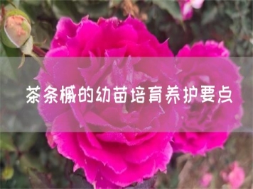 茶條槭的幼苗培育養護要點(diǎn)