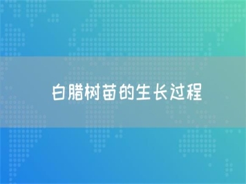 白臘樹(shù)苗的生長(cháng)過(guò)程