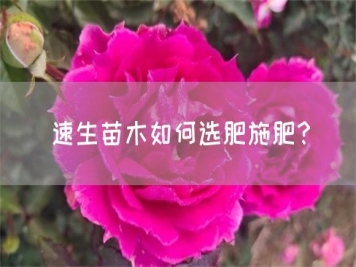 速生苗木如何選肥施肥？