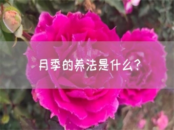 月季的養法是什么？