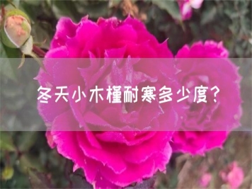 冬天小木槿耐寒多少度？
